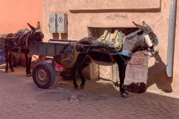 IMG_0379 IMG_0379